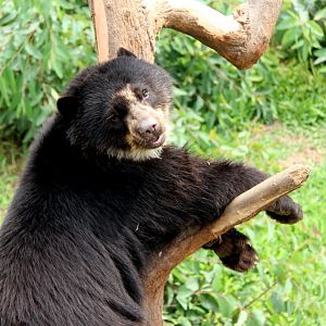 spectacled bear (Tremarctos ornatus)