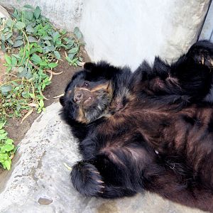 spectacled bear (Tremarctos ornatus)