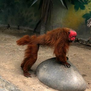 Red uakari (Cacajao calvus rubicundus)
