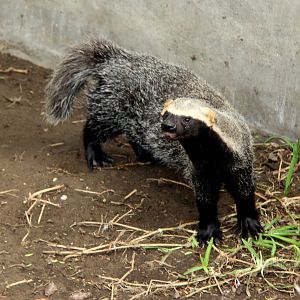 greater grison (Galictis vittata)