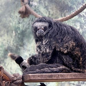 Isabel's Saki (Pithecia isabela)