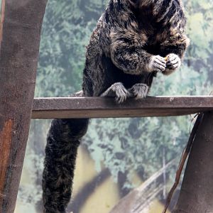 Isabel's Saki (Pithecia isabela)