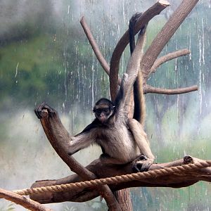 white-bellied spider monkey (Ateles belzebuth)