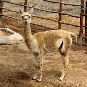 alpaca (Vicugna pacos)