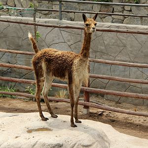 Peruvian vicuña (Vicugna vicugna mensalis) aka (Lama mensalis)