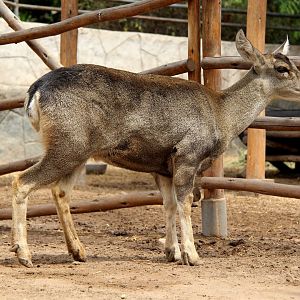 North Andean Deer, Peruvian Huemul or Taruca (Hippocamelus antisensis)