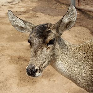 North Andean Deer, Peruvian Huemul or Taruca (Hippocamelus antisensis)