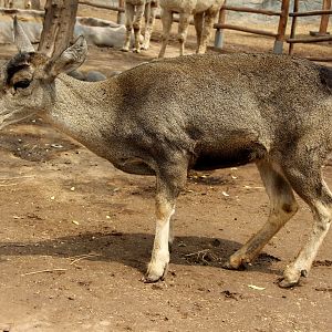 North Andean Deer, Peruvian Huemul or Taruca (Hippocamelus antisensis)