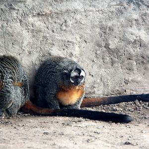 black-headed night monkey (Aotus nigriceps)