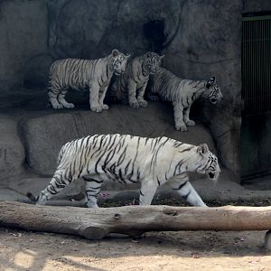 white Bengal tiger (Panthera tigris tigris)