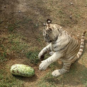 white Bengal tiger (Panthera tigris tigris)