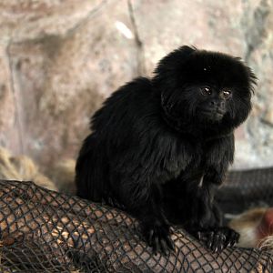Goeldi's monkey (Callimico goeldii)