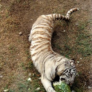 white Bengal tiger (Panthera tigris tigris)