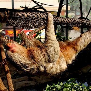 Hoffmann's two-toed sloth (Choloepus hoffmanni)