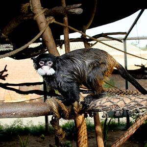 moustached tamarin or Spix's moustached tamarin (Saguinus mystax)