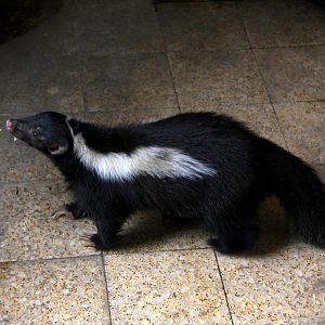 Molina's hog-nosed skunk (Conepatus chinga)