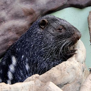 pacarana (Dinomys branickii)