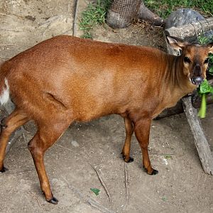 red brocket (Mazama americana)