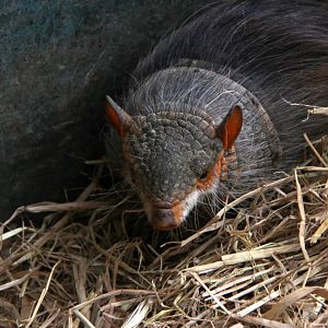 Andean hairy armadillo (Chaetophractus nationi)