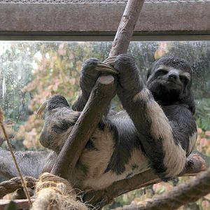 brown-throated sloth (Bradypus variegatus)