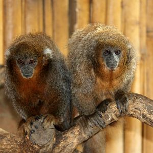 Rio Beni titi (Plecturocebus modestus) Left?, Rio Mayo titi (Plecturocebus oenanthe) Right
