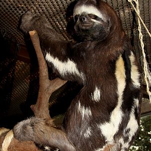 brown-throated sloth (Bradypus variegatus)