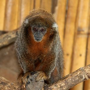 Rio Beni titi (Plecturocebus modestus) species ID?