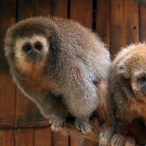 Rio Mayo titi (Plecturocebus oenanthe)