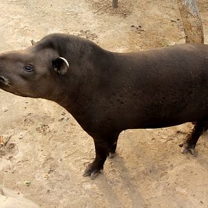 South American tapir (Tapirus terrestris)