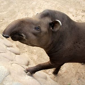 South American tapir (Tapirus terrestris)