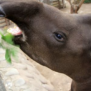 South American tapir (Tapirus terrestris)