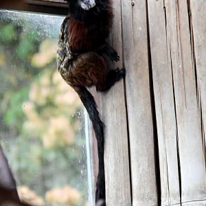Andean saddle-back tamarin (Saguinus leucogenys) or Red-mantle saddle-back tamarin (Saguinus lagonotus) Species ID?