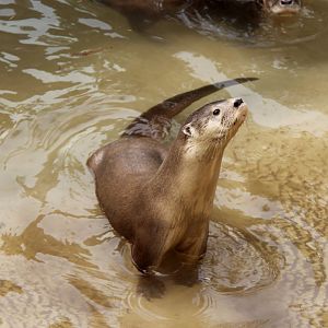 neotropical river otter (Lontra longicaudis)