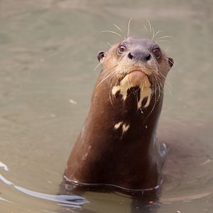 giant otter (Pteronura brasiliensis)