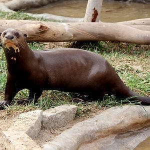 giant otter (Pteronura brasiliensis)