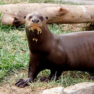 giant otter (Pteronura brasiliensis)