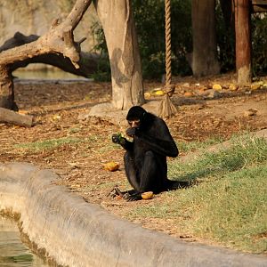Peruvian spider monkey (Ateles chamek)