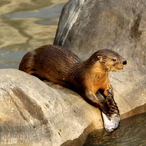 marine otter (Lontra felina)