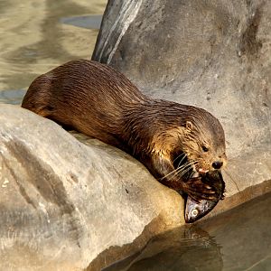 marine otter (Lontra felina)