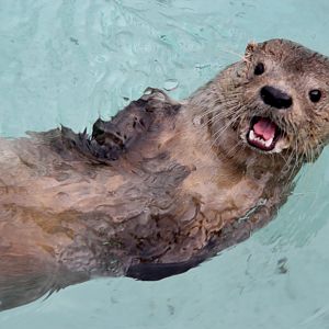 marine otter (Lontra felina)