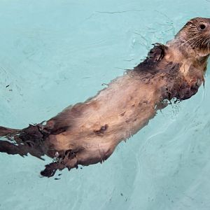marine otter (Lontra felina)