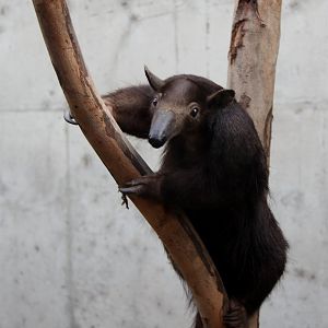 melanistic southern tamandua (Tamandua tetradactyla)