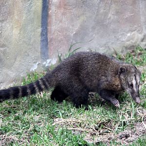 western mountain coati (Nasuella olivacea)