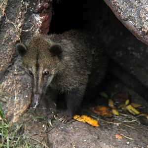 western mountain coati (Nasuella olivacea) young