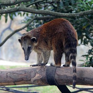 Orange coati (Nasua nasua dorsalis)