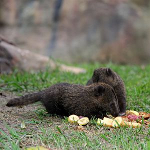 western mountain coati (Nasuella olivacea) young