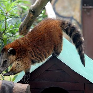 Orange coati (Nasua nasua dorsalis)
