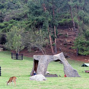 White-tailed deer (Odocoileus virginianus goudotii) exhibit