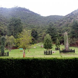 White-tailed deer (Odocoileus virginianus goudotii) exhibit