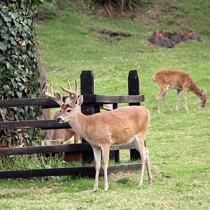 White-tailed deer (Odocoileus virginianus goudotii)